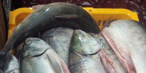 Риба кету: користь та шкода, склад, калорійність та жирність, секрети найсмачніших страв